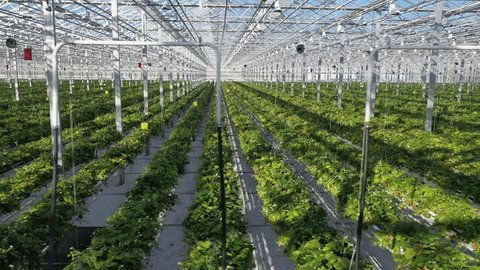 Drone Moving Sideways near Strawberry Plants Indoors
