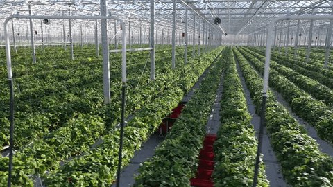Sideways Descending Drone Flight along Strawberry Greenhouse
