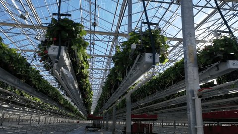 Aerial View of Strawberry Rows in Winter Field