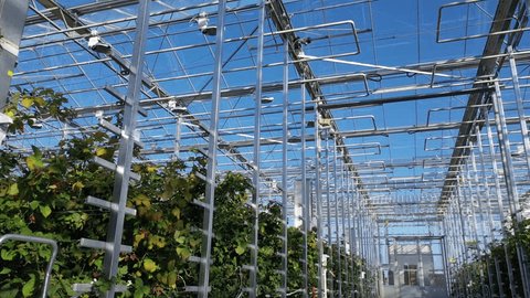 Drone Ascending around Strawberry Greenhouse Rows
