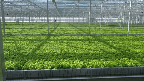 Low Drone Flight above Lettuce Rows Greenhouse