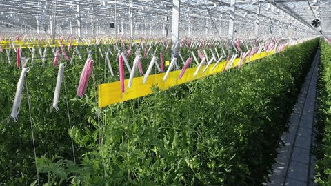 Drone Turns above Tomato Rows Industrial Greenhouse