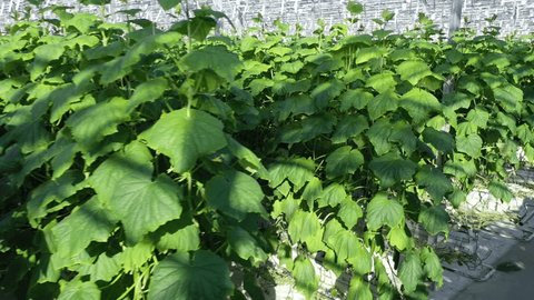 Drone Flight near Cucumber Rows Greenhouse