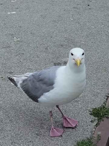 A close-up shot of a seagull standing on a gray pavement, looking around curiously and opening its beak on a cloudy day in an urban environment.