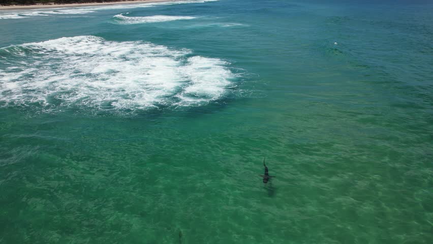 Shark Swimming In Blue Turquoise Sea In NSW, Australia - Drone Shot