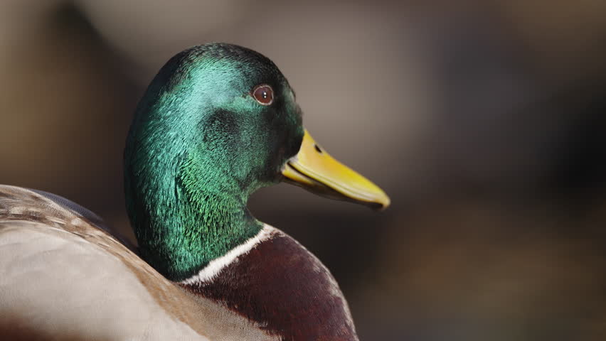 Ducks swimming in a pond on a sunny day