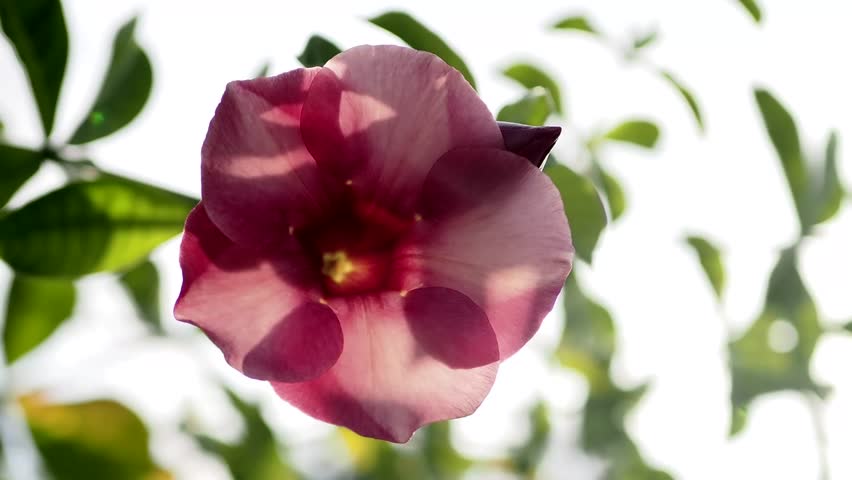 Allamanda blanchetii purple flowers are blooming beautifully.