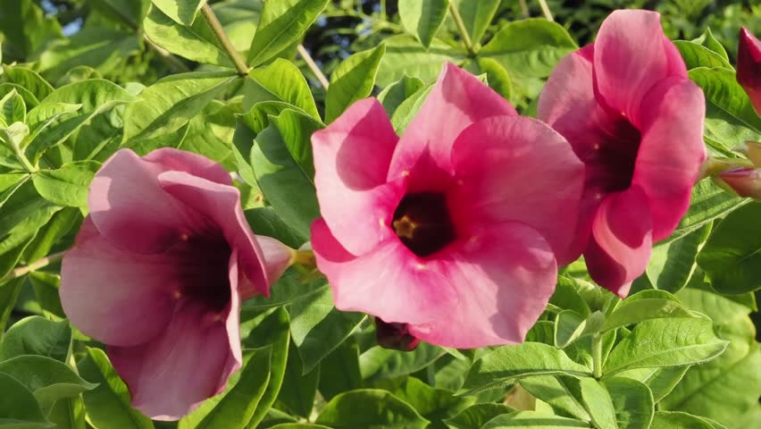 Allamanda blanchetii purple flowers are blooming beautifully.