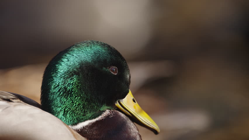 Ducks swimming in a pond on a sunny day