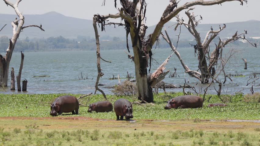 Group of hippopotamuses with a calf walking and grazing near the shoreline of Lake Naivasha at Crescent Island, surrounded by water, vegetation, and dead trees in Kenya.