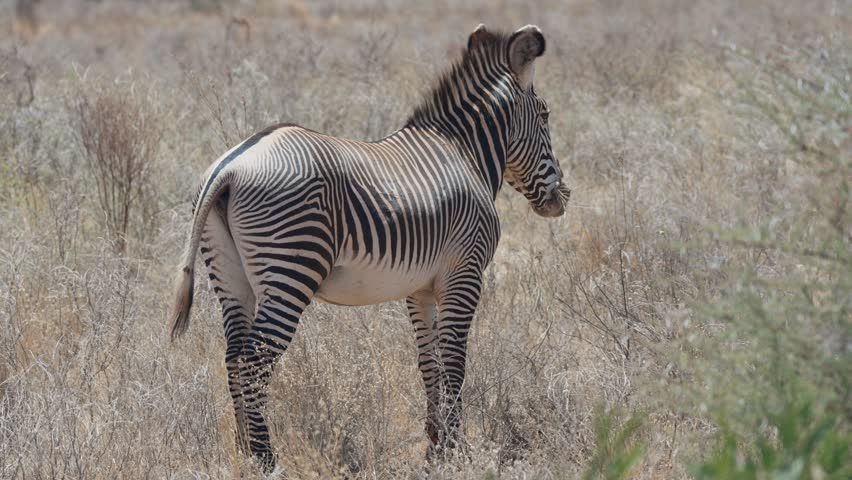 Grevy zebra stands alert in the dry savanna of Samburu, Kenya, showcasing narrow stripes and distinctive wildlife of East Africa.