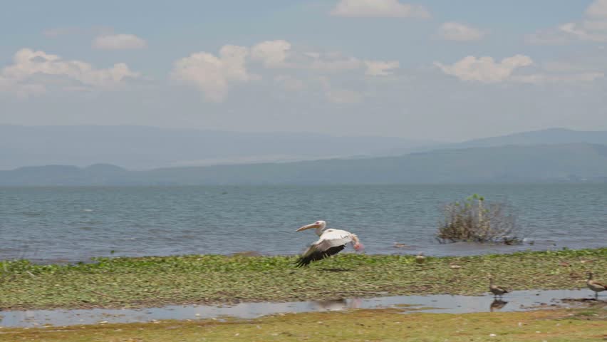 Single great white pelican flies low above the water near Crescent Island on Lake Naivasha, with calm lake surface and distant mountains in Kenya.