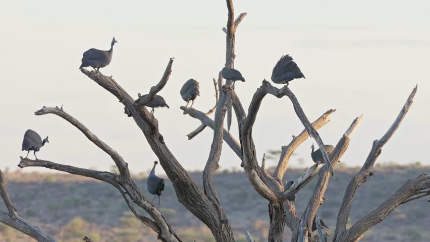 Group of helmeted guinea fowl and vulturine guinea fowl sharing the same roosting tree, perched on bare branches against an open savanna sky.