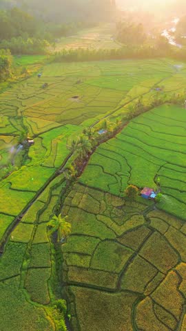 Beautiful morning view in Indonesia, panoramic landscape of rice fields with mountain ranges and clear sky