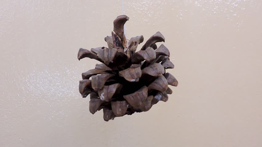 Closeup dried pine cone rounding motion