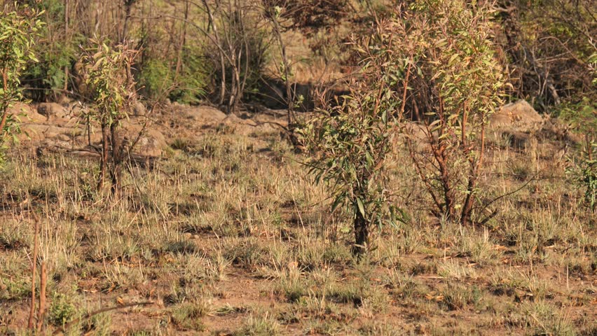 One dusty Plains Zebra walks through dry African vegetation with small bushes