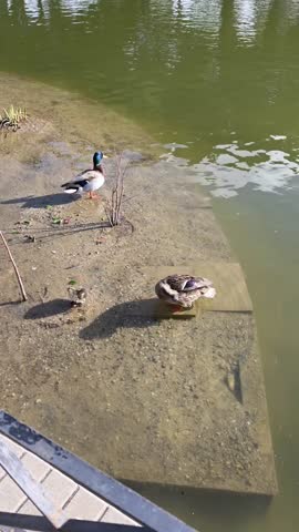 TUBAN, INDONESIA - JANUARY TUESDAY 2026: This video captures a heartwarming moment of a Mallard duck family (Anas platyrhynchos) by a peaceful pond.