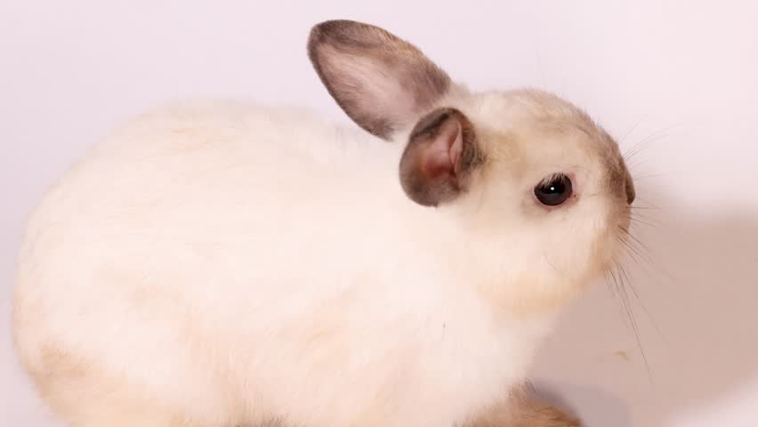 A cream dwarf rabbit eats food pellets against a white background in a bright studio