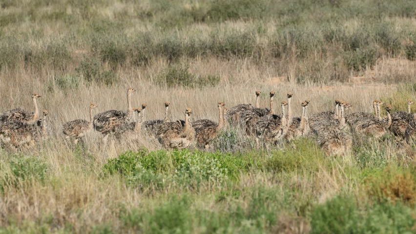 A large brood of small ostrich (Struthio camelus) chicks walking in natural habitat, Kalahari desert, South Africa
