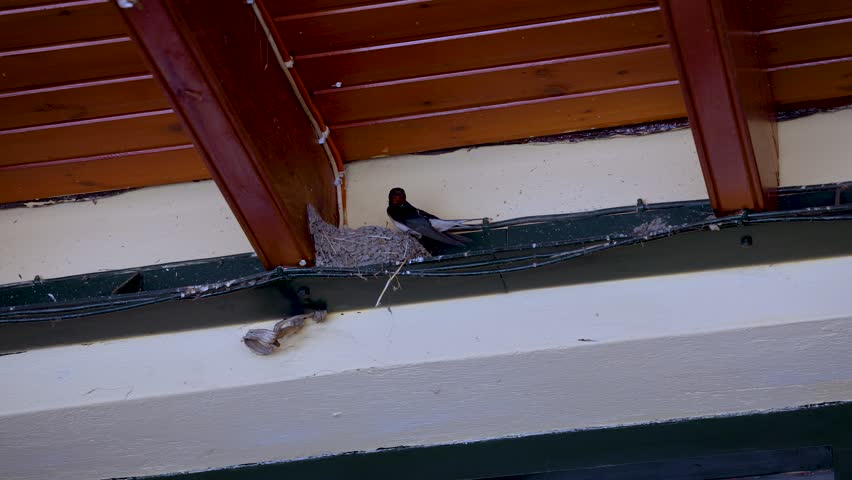 Barn Swallow bird in Moraitika town on east side of the island of Corfu, Ionian Islands, Greece