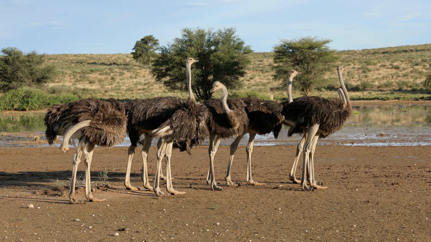 A group of ostriches (Struthio camelus) preening in natural habitat, Kalahari desert, South Africa