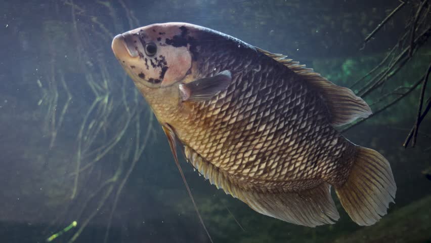 Giant gourami - Osphronemus goramy in a aquarium