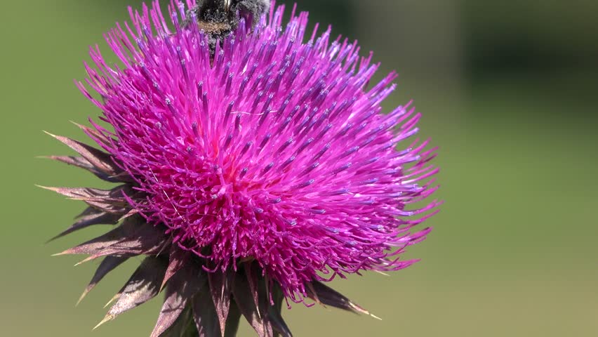 Flying Bumble Bees Insects Collecting Pollen on Thorns Flower, Pollinating Thistles, Mountains Desert Medicine Plants, Bumblebee