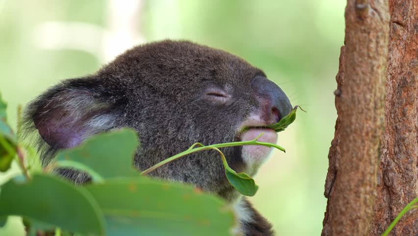 A cute koala (Phascolarctos cinereus) munches on eucalyptus leaves with its eyes closed, close up shot of Australian native animal species.