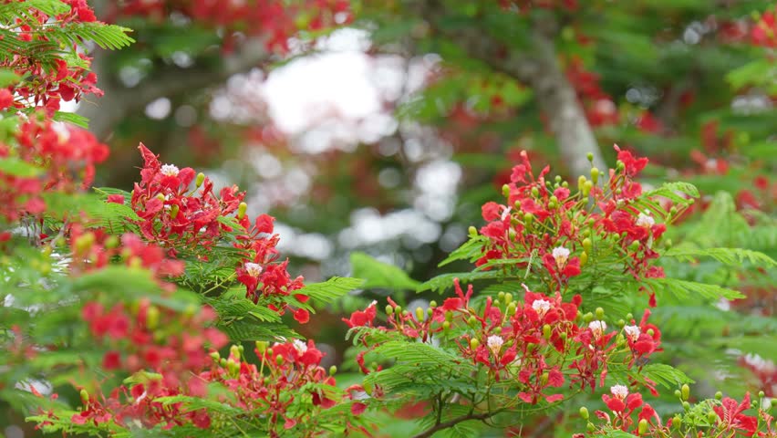Caesalpinia pulcherrima flower with butterfly	