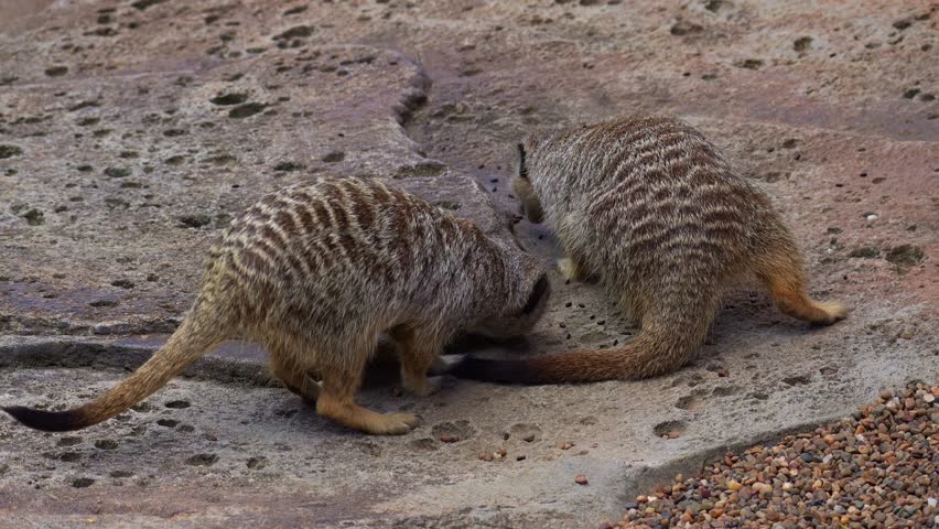 Two meerkats (suricata suricatta) actively foraging, close up shot.