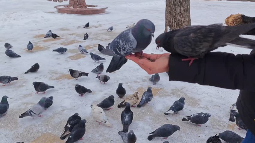 Pigeons in winter, feed birds, hungry time, pleasant activity, kindness, caring for smaller brothers, they trust us.