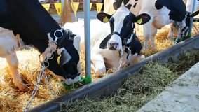 Exhibition cows in agricultural fair, Cows, video clip