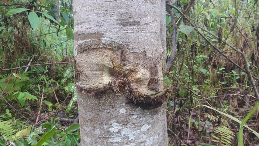 Close-up of a Tropical Tree Stem with Healing Bark Marks