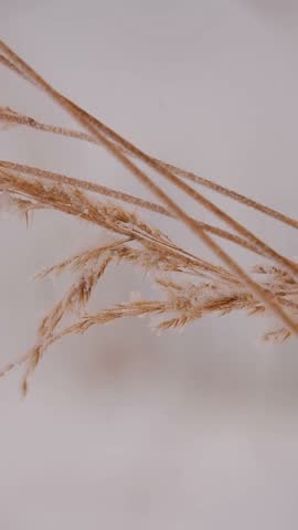 Frost on dry flower petals, winter macro