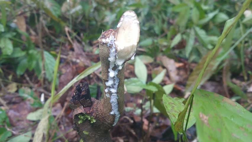 Sharp Cut Wood Branch with Milky White Sap in Tropical Environment