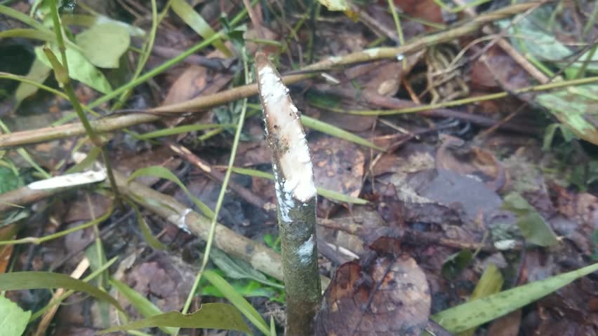Sharp Cut Wood Branch with Milky White Sap in Tropical Environment