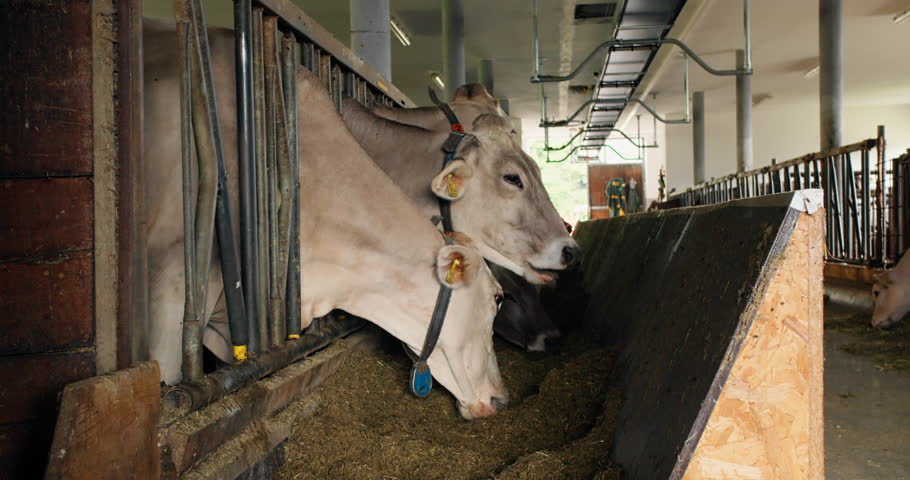 Farm business scene with cows feeding in a cattle barn. Rural economy and agricultural production in livestock facility