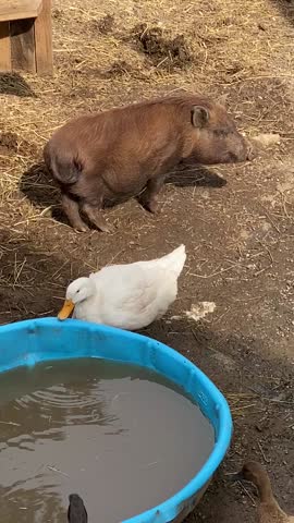 Farm animals drinking water including ducks and pig in rural farmyard