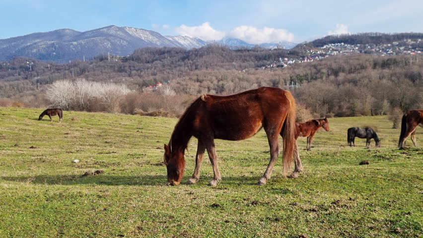 Brown horse grazing in a beautiful green mountain pasture on a sunny day with a wild herd eating grass on a ranch landscape