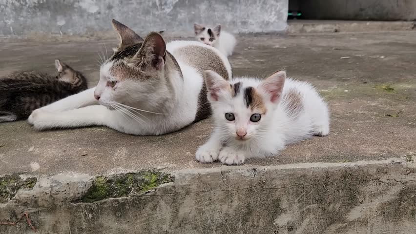 Mother cat resting calmly while kittens gather on concrete ledge. Adorable feline family posing together during quiet daylight. Young kittens standing confidently beside relaxed adult parent. Domestic animal group moment captured naturally urban setting. Playful kitten companions surrounding watchful maternal figure