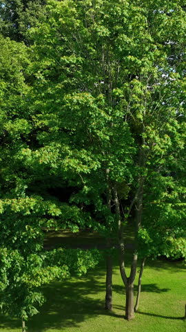 Aerial view of dense green trees a coastal town and sea in the background. Ideal for nature documentaries, travel promotions, urban planning, and environmental studies. Smooth ascending drone movement