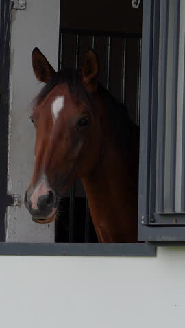 A brown horse a white marking on its forehead stands in a stable doorway. Ideal for equestrian content, animal documentaries, and farmrelated projects.