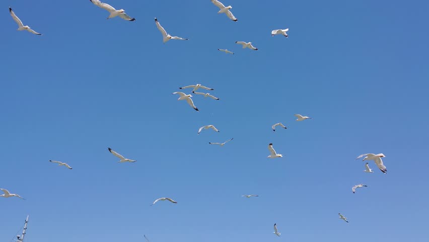 Seagulls in flight against a clear blue sky capturing natural movement in bright day