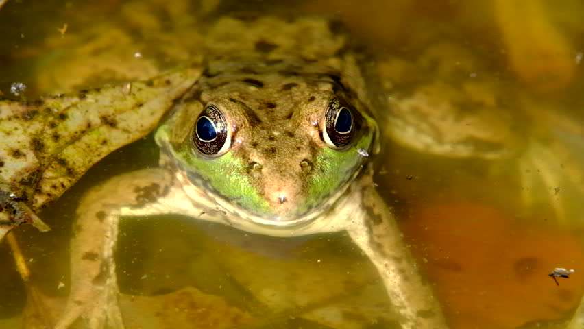 Super close up and slow motion of green-brown frog or toad sticking out tong and blinking eyes while chilling in dirty water full of fallen leaves watching surroundings