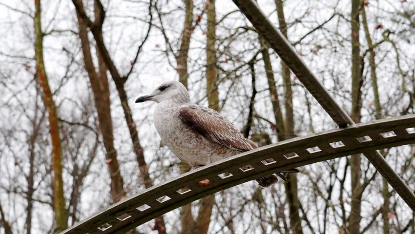 A juvenile common gull in a winter city park of seaside town close up