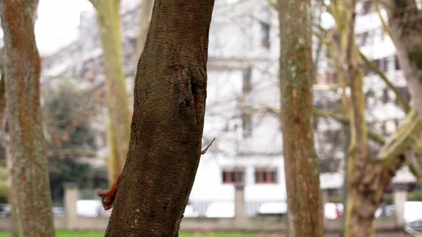 A red squirrel runs up a tree with a white plastic bird feeder in an autumn park. Slow motion