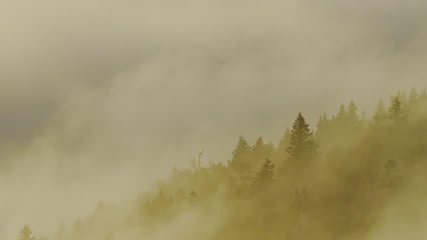 Beautiful mountain landscape in fall with colorful trees and white fog , aerial view . Misty forest