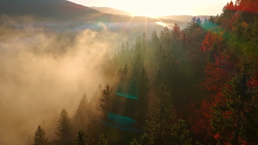 Beautiful mountain landscape in fall with colorful trees and white fog , aerial view . Misty forest