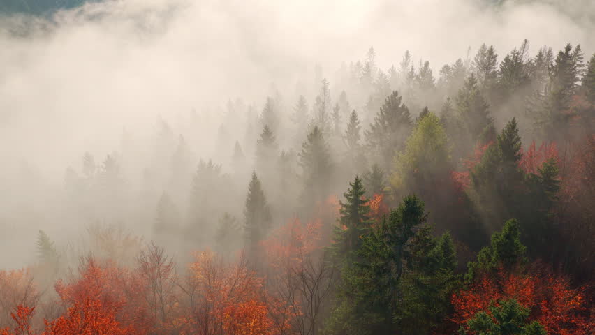 Beautiful mountain landscape in fall with colorful trees and white fog , aerial view . Misty forest