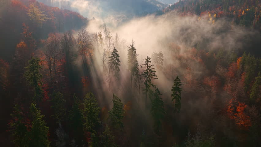 Beautiful mountain landscape in fall with colorful trees and white fog , aerial view . Misty forest